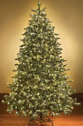 14' Sequoia Evergreen Christmas Tree with Warm White LED Lights