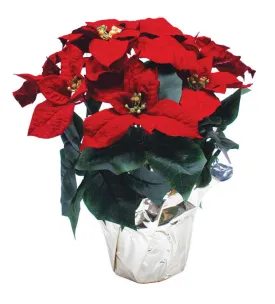 Silk Poinsettia 14" tall 6" pot